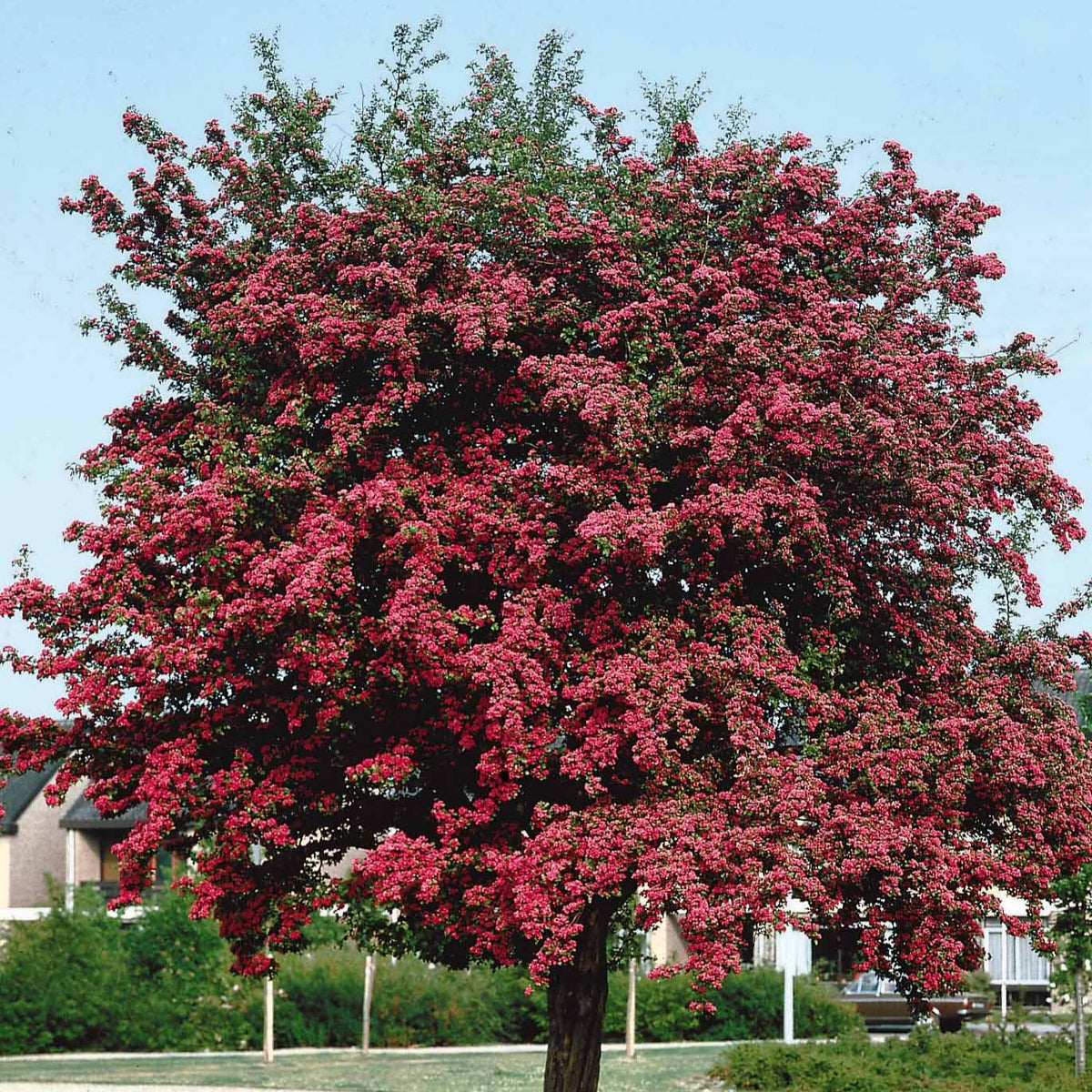 Aubépine rouge - Crataegus laevigata paul's scarlet - Bakker