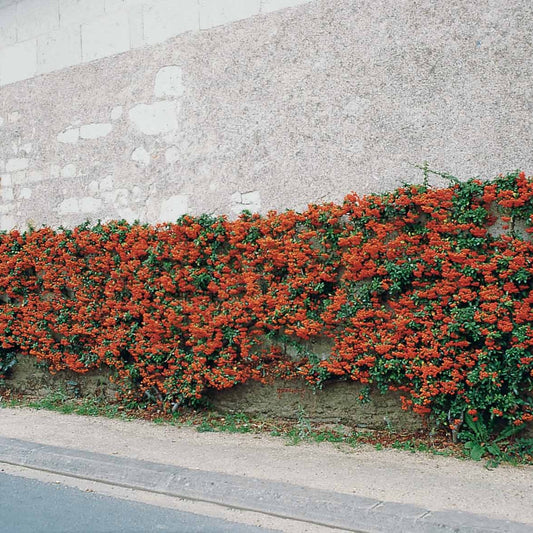 3 Pyracantha Saphyr rouge - Bakker