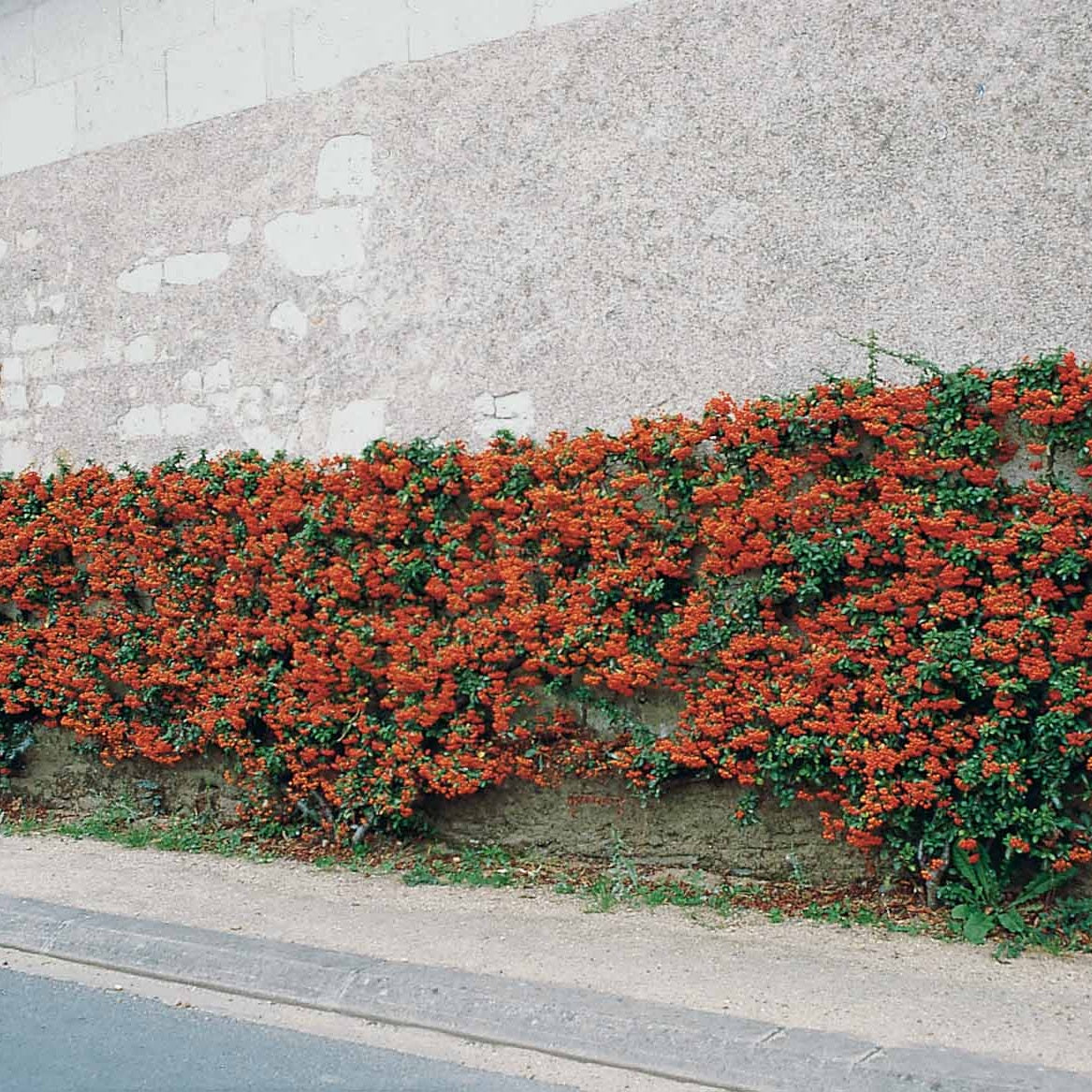 3 Pyracantha Saphyr rouge - Bakker
