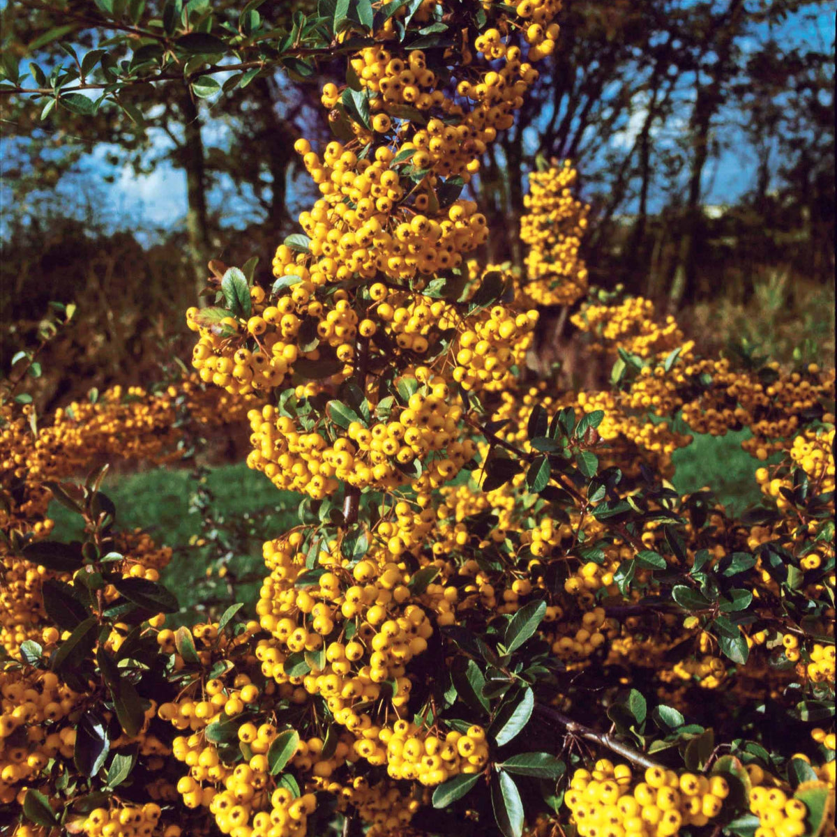 Pyracantha saphyr jaune - 3 Pyracantha jaune - Plantes à feuillage persistant