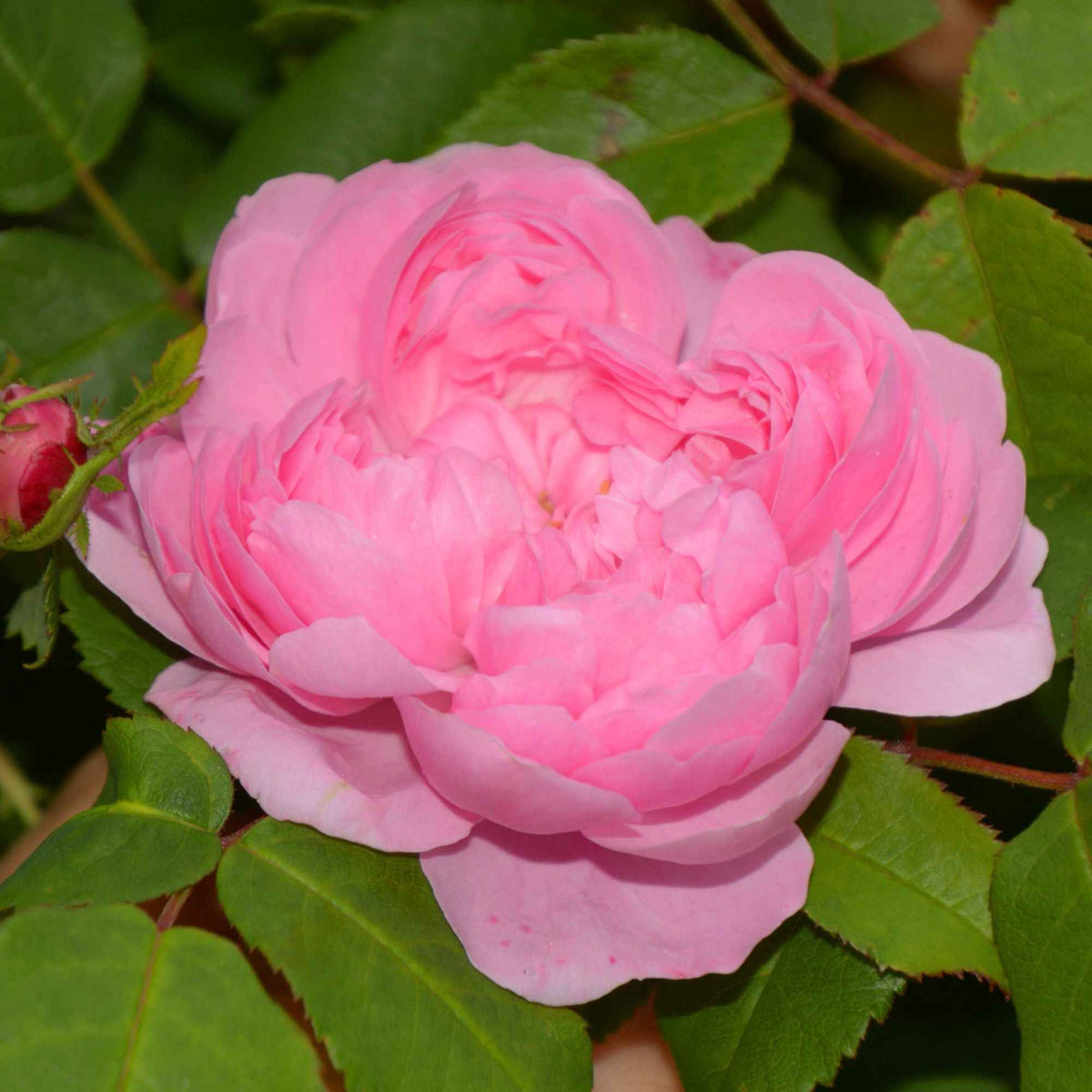 Rosier Comte de Chambord - Rosa Comte de Chambord - Bakker
