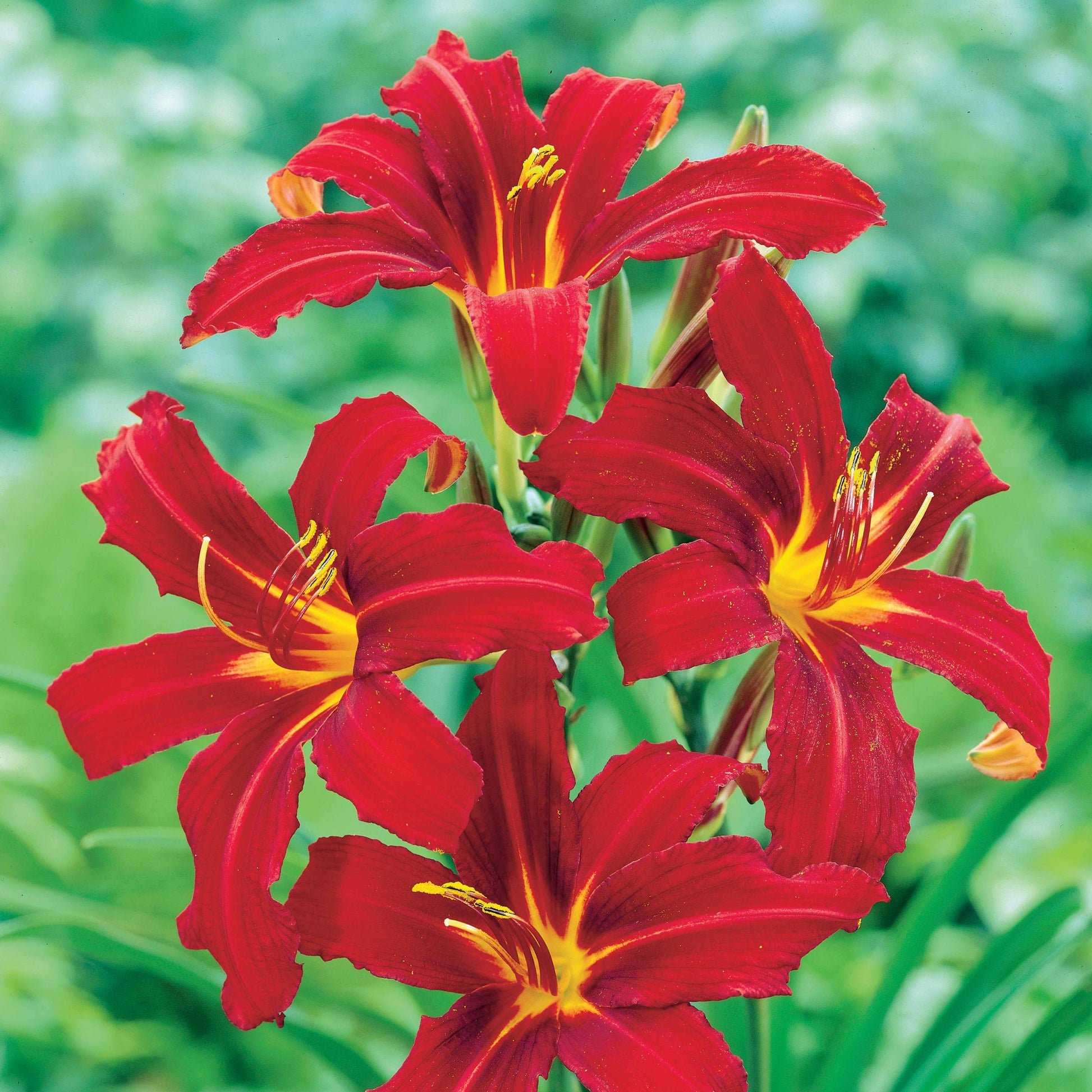 Bakker - 3 Hémérocalles Crimson pirate - Hemerocallis crimson pirate - Plantes d'extérieur