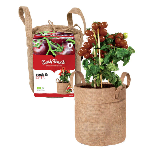 Kit Tomate cerise noire avec sac déco et terreau - Bakker