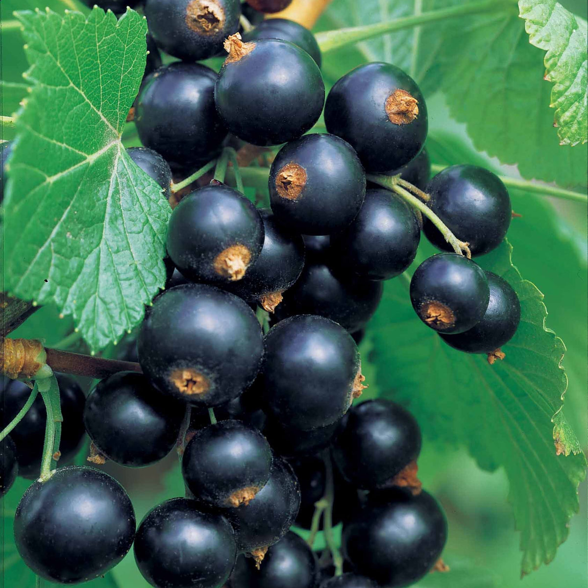 2 Cassissiers Neva ® Chereshnevas - Ribes nigrum neva ® chereshnevas - Bakker