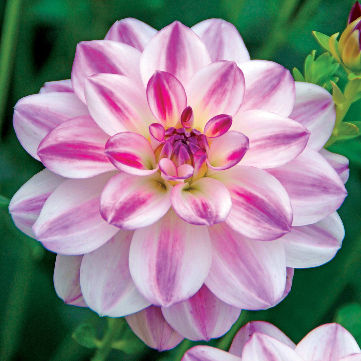 3 Dahlias caméléon Saint Martin - Dahlia saint martin - Bakker