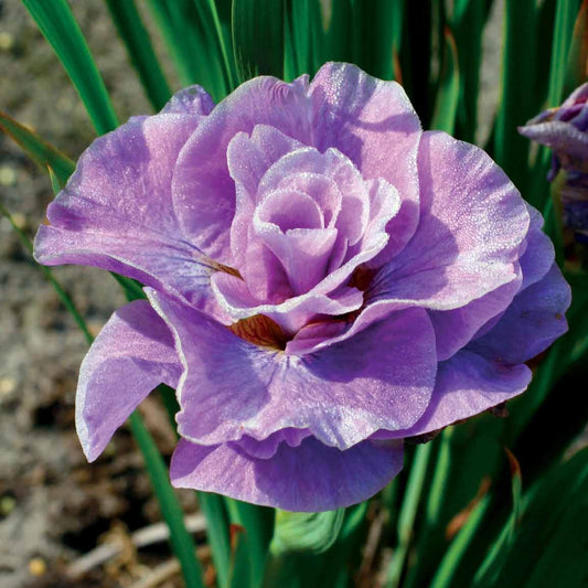 Iris de Sibérie Pink Parfait - Bakker.com | France