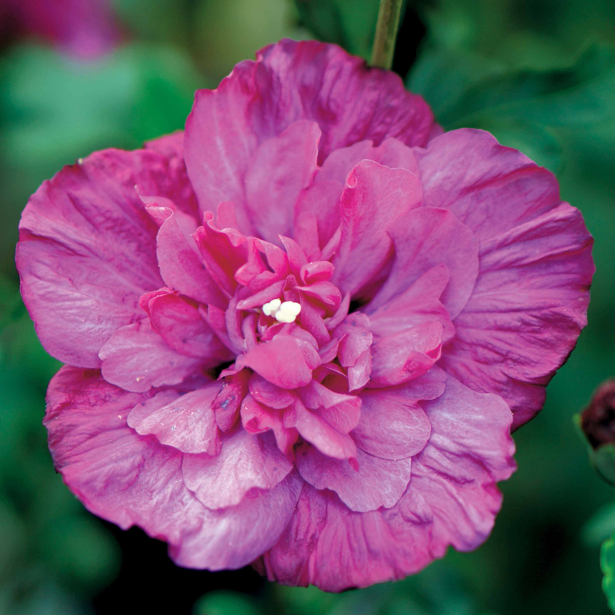 Hibiscus Magenta Chiffon - Hibiscus syriacus magenta chiffon - Bakker