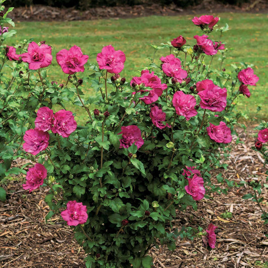 Hibiscus Magenta Chiffon - Bakker