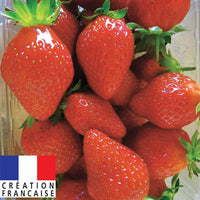 Fraisier remontant Mariguette ® - Bakker.com | France