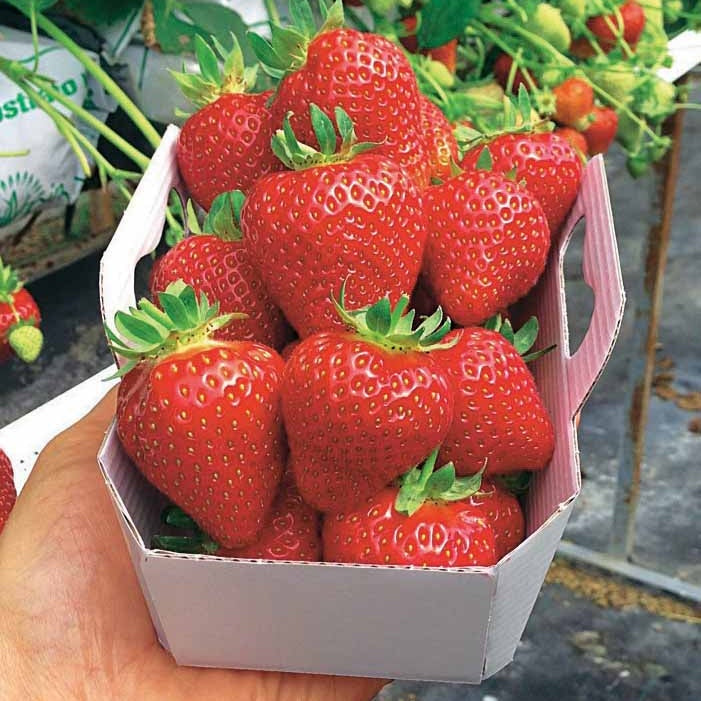 Fraisier Magnum - Fragaria x ananassa magnum cov marionnet 97 - Bakker