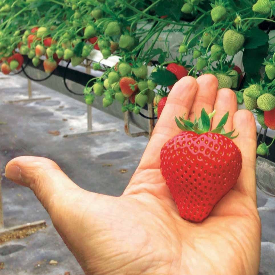 Fraisiers - Fraisier Magnum - Fragaria x ananassa magnum cov marionnet 97