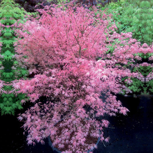 Érable du Japon - Erable Taylor - Acer palmatum taylor