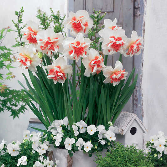 Bakker - 10 Narcisses à fleurs doubles doubles Delnashaugh - Narcissus delnashaugh - Bulbes à fleurs