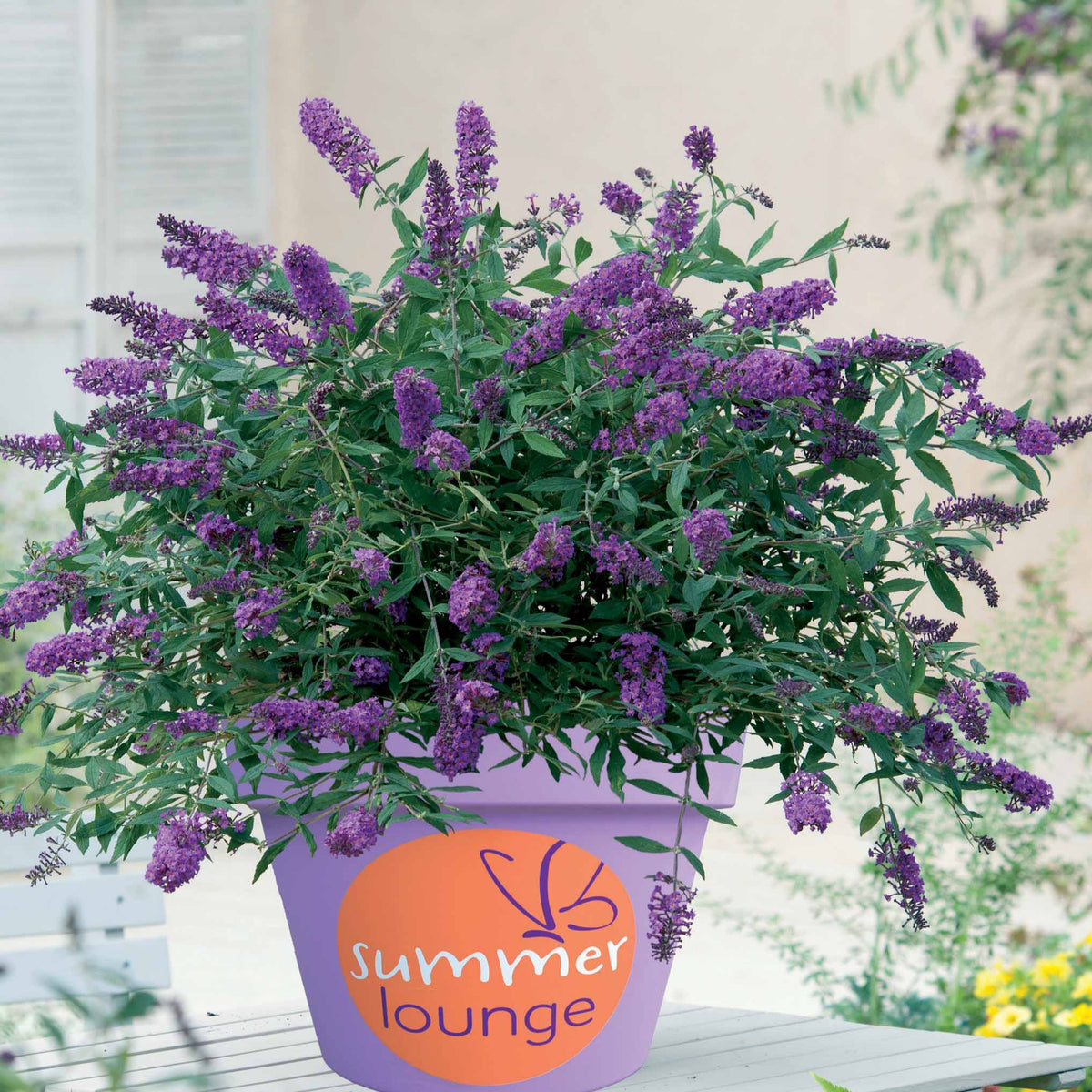 Arbre à papillons Flânerie d'été - Buddleja Summer Lounge - Bakker