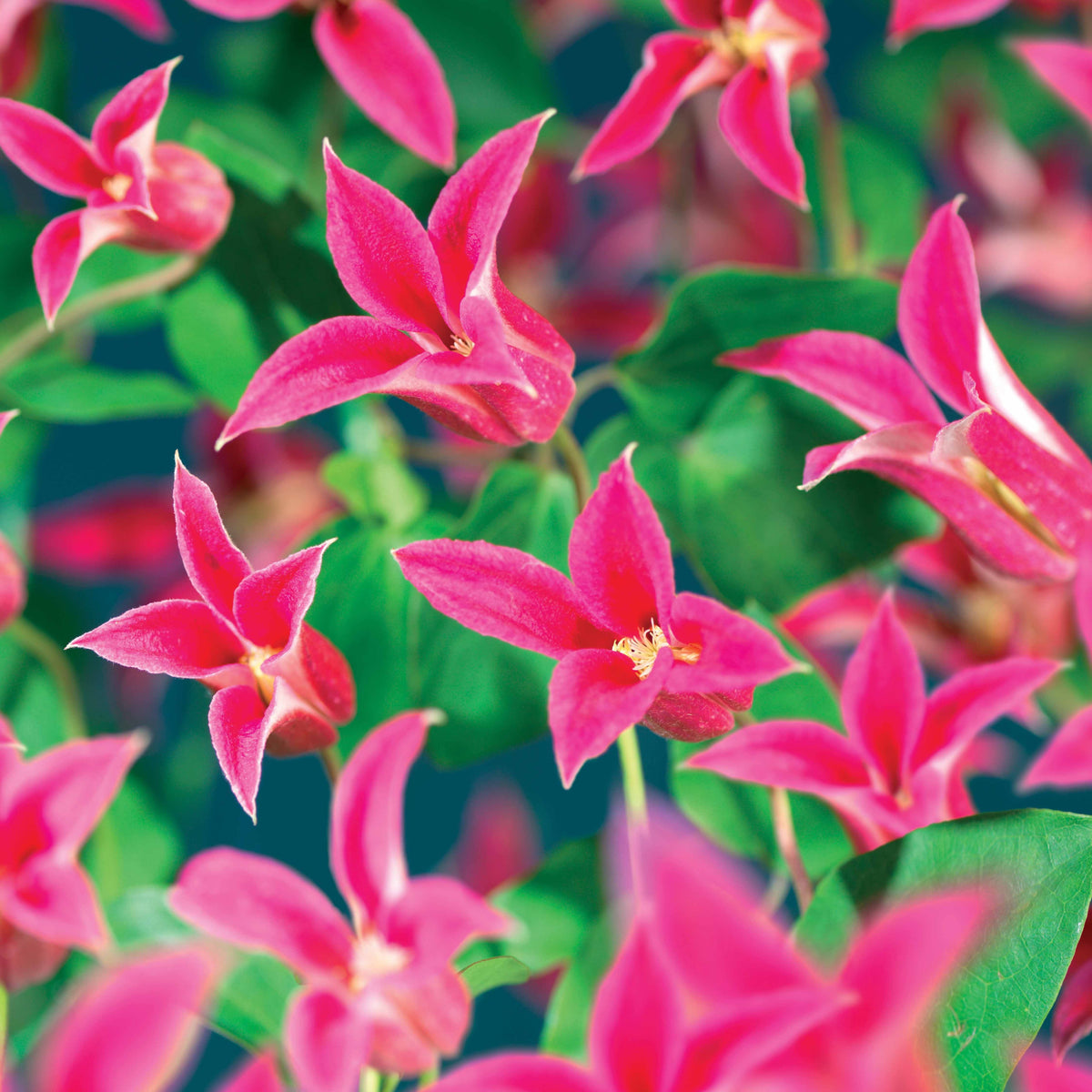 Vente Clématite Lady Diana ® - Clematis texensis Princess Diana ®