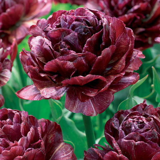 5 Tulipes à fleurs de pivoine Ronde de nuit - Bakker