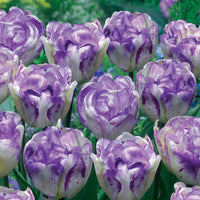 Bakker - 5 Tulipes à fleurs de pivoine Shirleydouble - Tulipa shirley double - Bulbes à fleurs