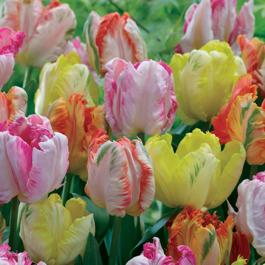 18 Tulipes perroquets pastel en mélange - Bakker