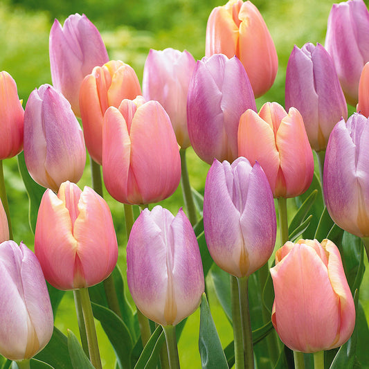 Bakker - Collection de 20 Tulipes pastel Mango Charm et Sweet Flag - Tulipa mango charm , sweet flag - Bulbes à fleurs