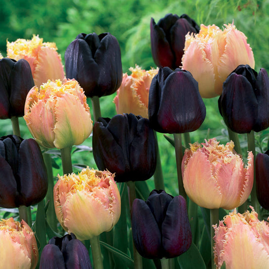 Collection de 10 Tulipes Esprit et Paul Sherer - Bakker