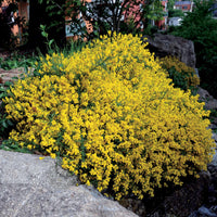 Bakker - Genêt de Lydie - Genista lydia - Plantes d'extérieur