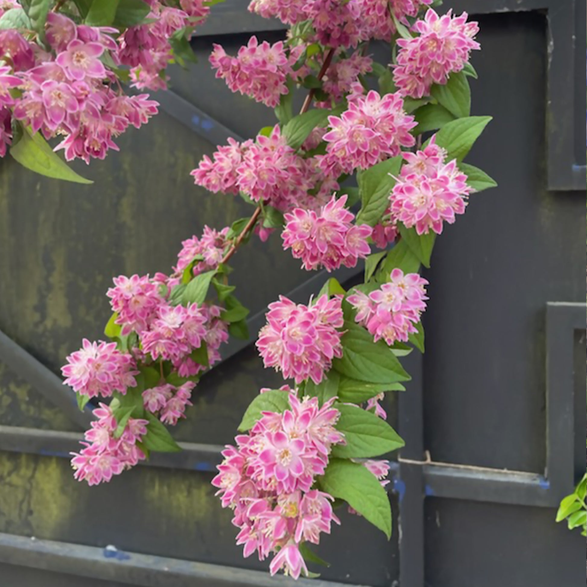 Deutzia Strawberry Field - Deutzia Champ de fraise - Arbustes fleuris