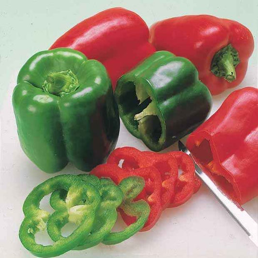 Plant Poivron Lamuyo - Bakker