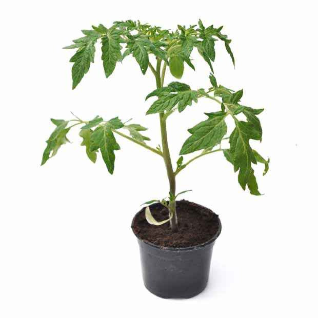 Plant Tomate Noire de Crimée - Solanum lycopersicum noire de crimée - Bakker