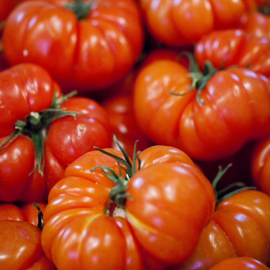 Plant Tomate Marmande - Bakker