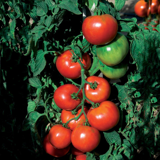 Tomate Pyros HF1 - Bakker