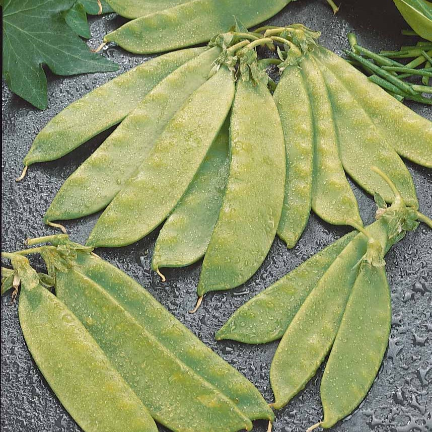 Pois mangetout Oregon Giant - Pisum sativum oregon giant - Bakker