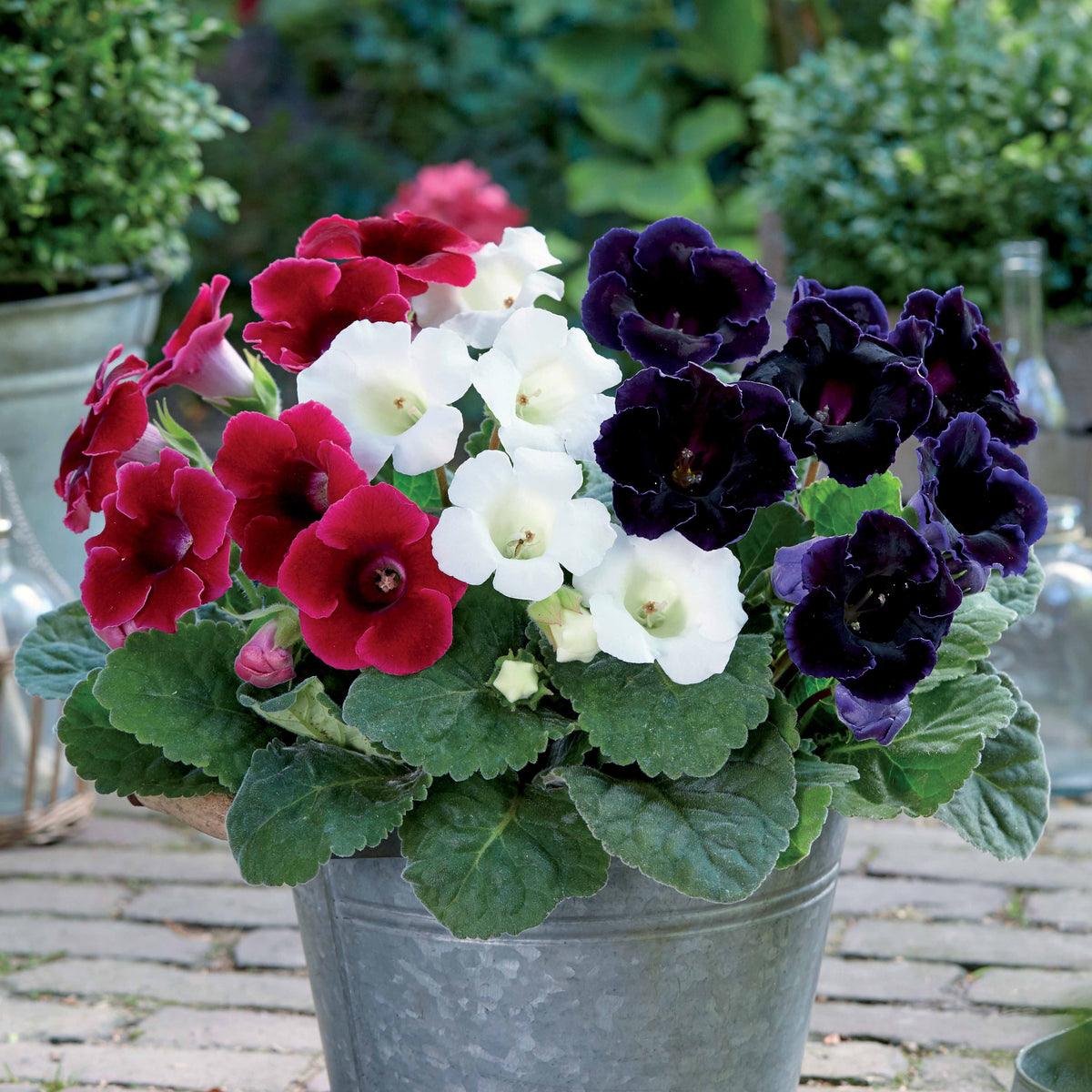 3 Gloxinias rouge, blanc, bleu en mélange - Bakker