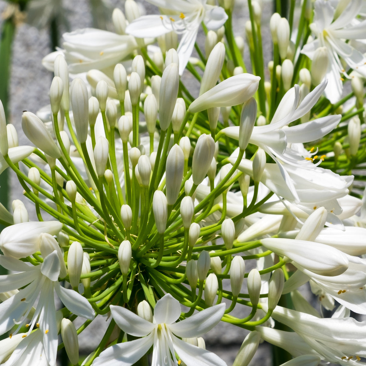 Vente 2 Agapanthes blanches