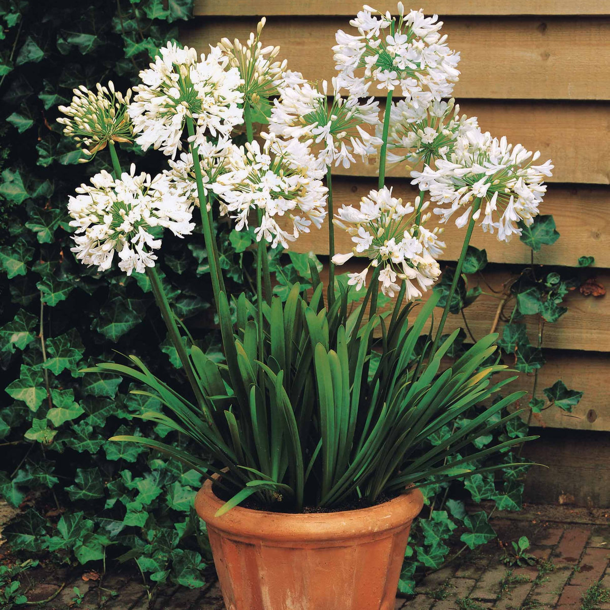 Agapanthus Polar Ice - 2 Agapanthes blanches - Agapanthes