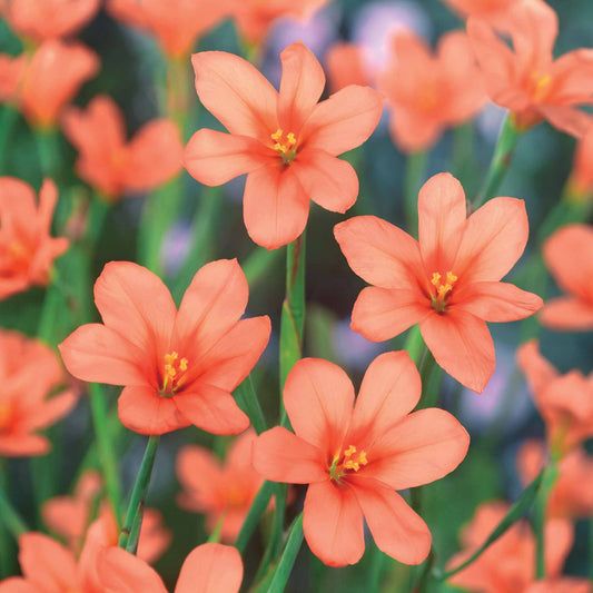 Homéria saumon - Bakker