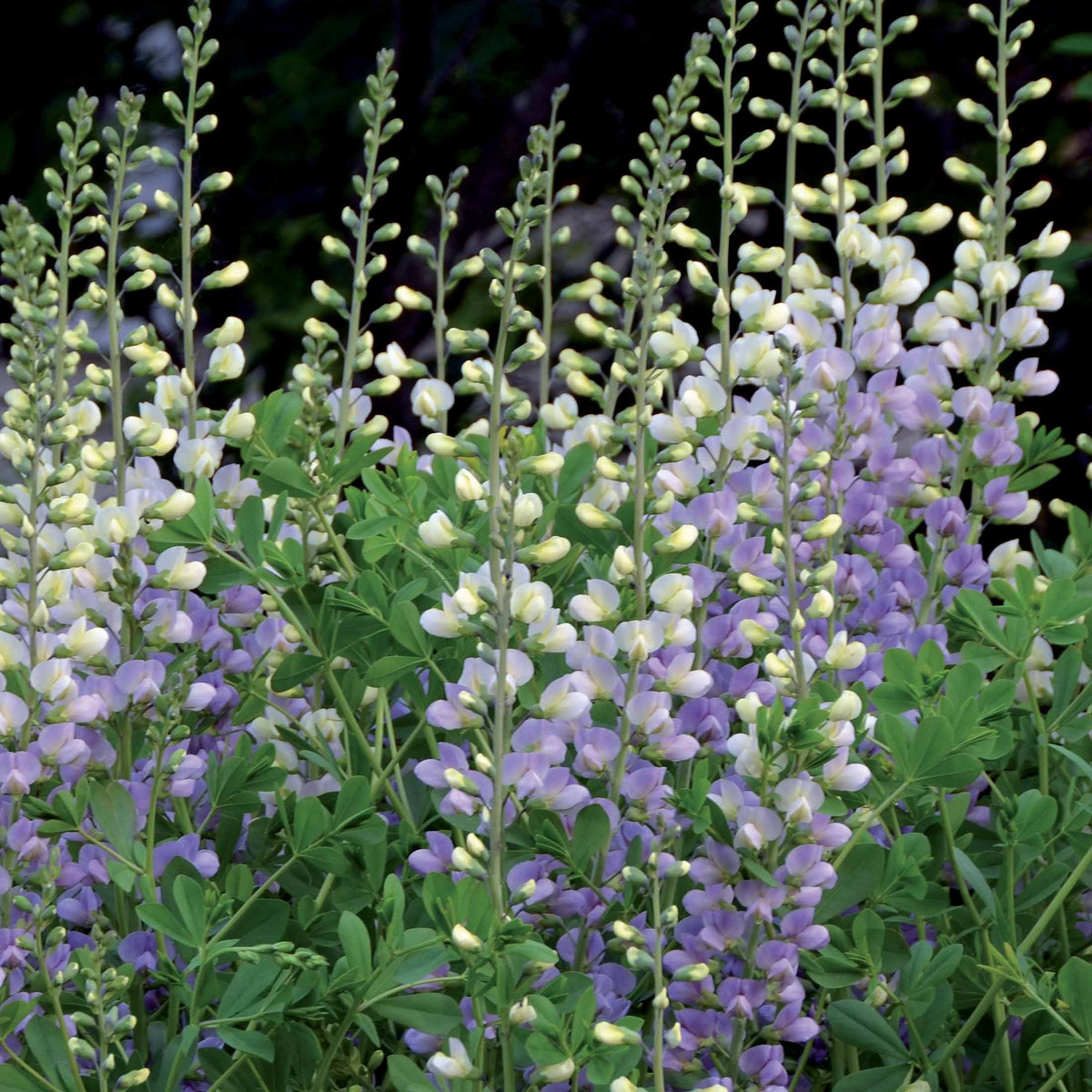 Lupin indigo Eclipse de lune - Baptisia lunar Eclipse - Bakker