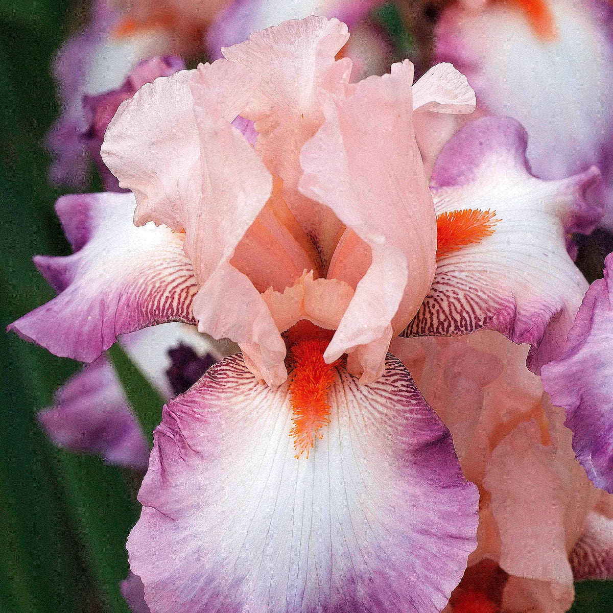 2 Iris de jardin Poésie - Bakker