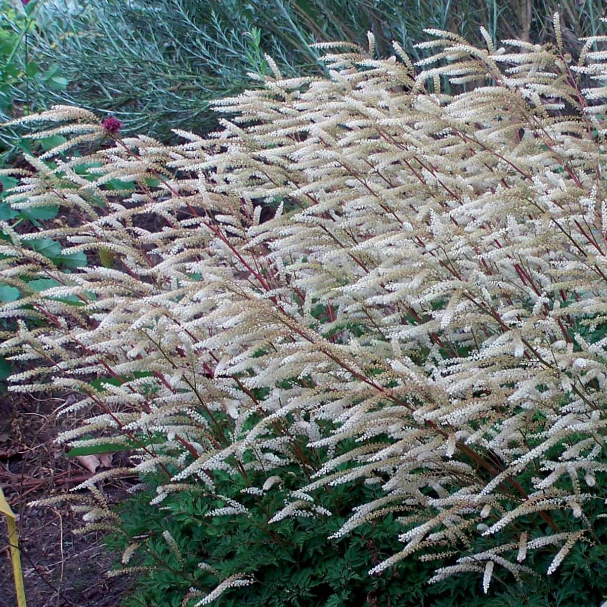 2 Aruncus Pintade - Bakker