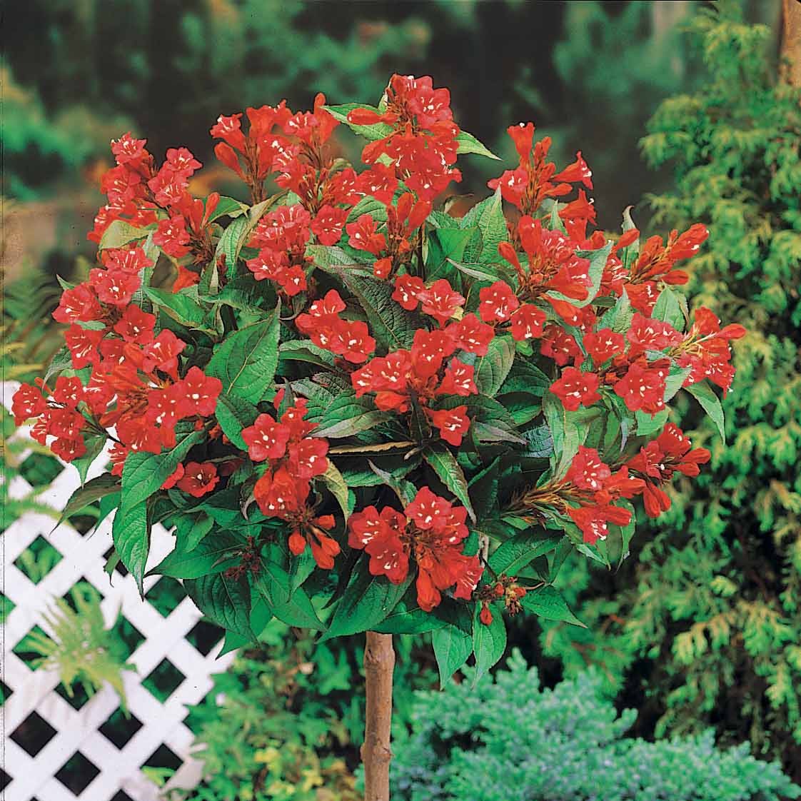 Weigelia rouge sur tige - Bakker.com | France