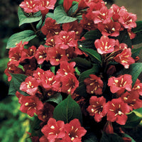 Weigelia rouge sur tige - Bakker.com | France