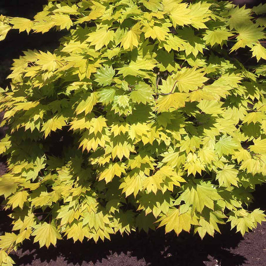 Bakker - Erable du Japon doré - Acer shirasawanum aureum - Par variété