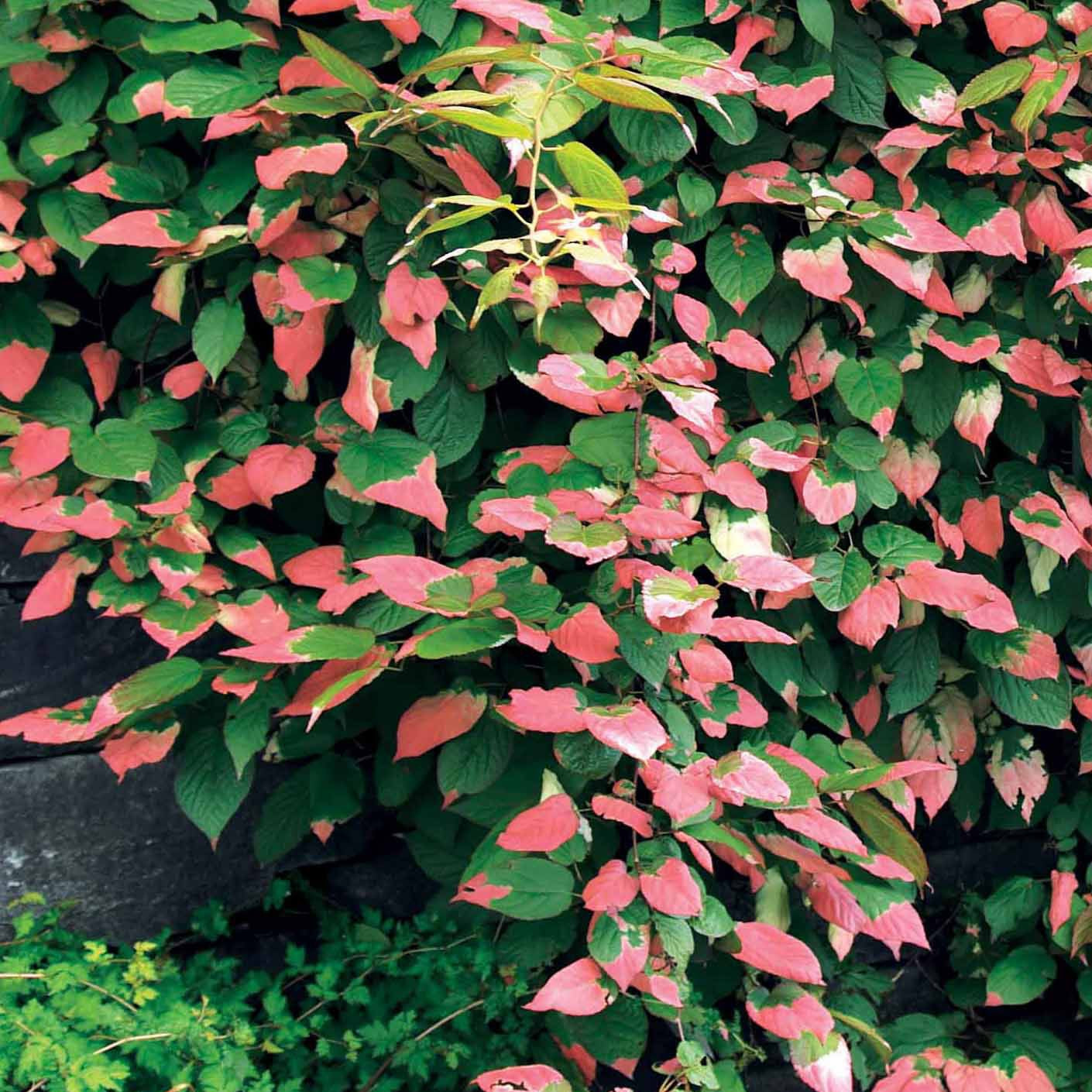 Bakker - Kiwi d'ornement panaché - Actinidia kolomikta - Plantes d'extérieur