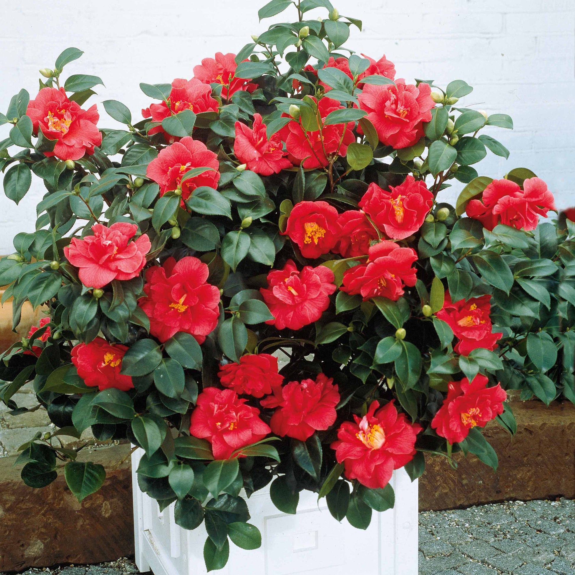 Camélia du Japon à fleurs doubles rouge – Bakker.com