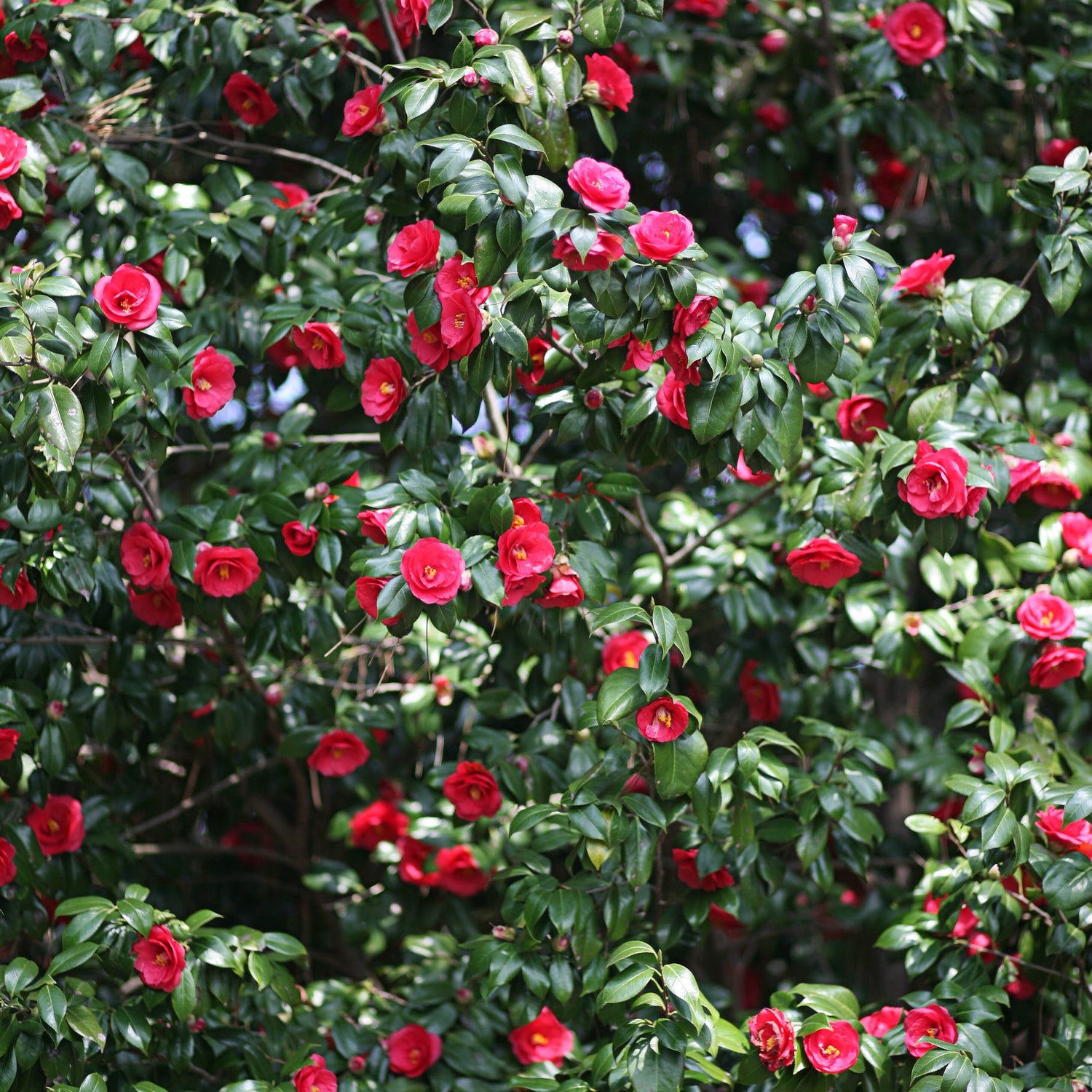 Camellia