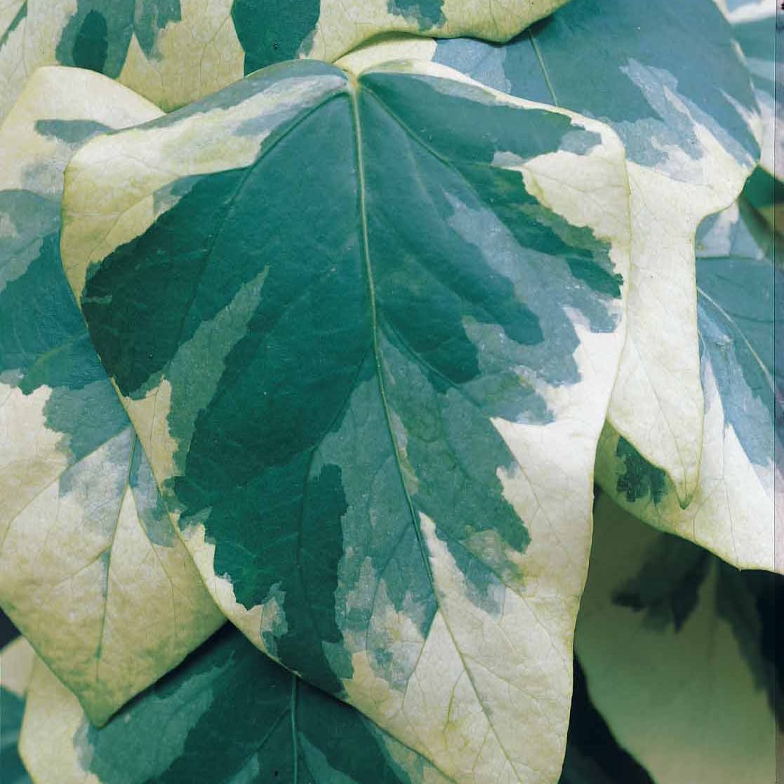 Lierre grimpant - Hedera - Lierre de Colchide panaché - Hedera colchica dentata variegata