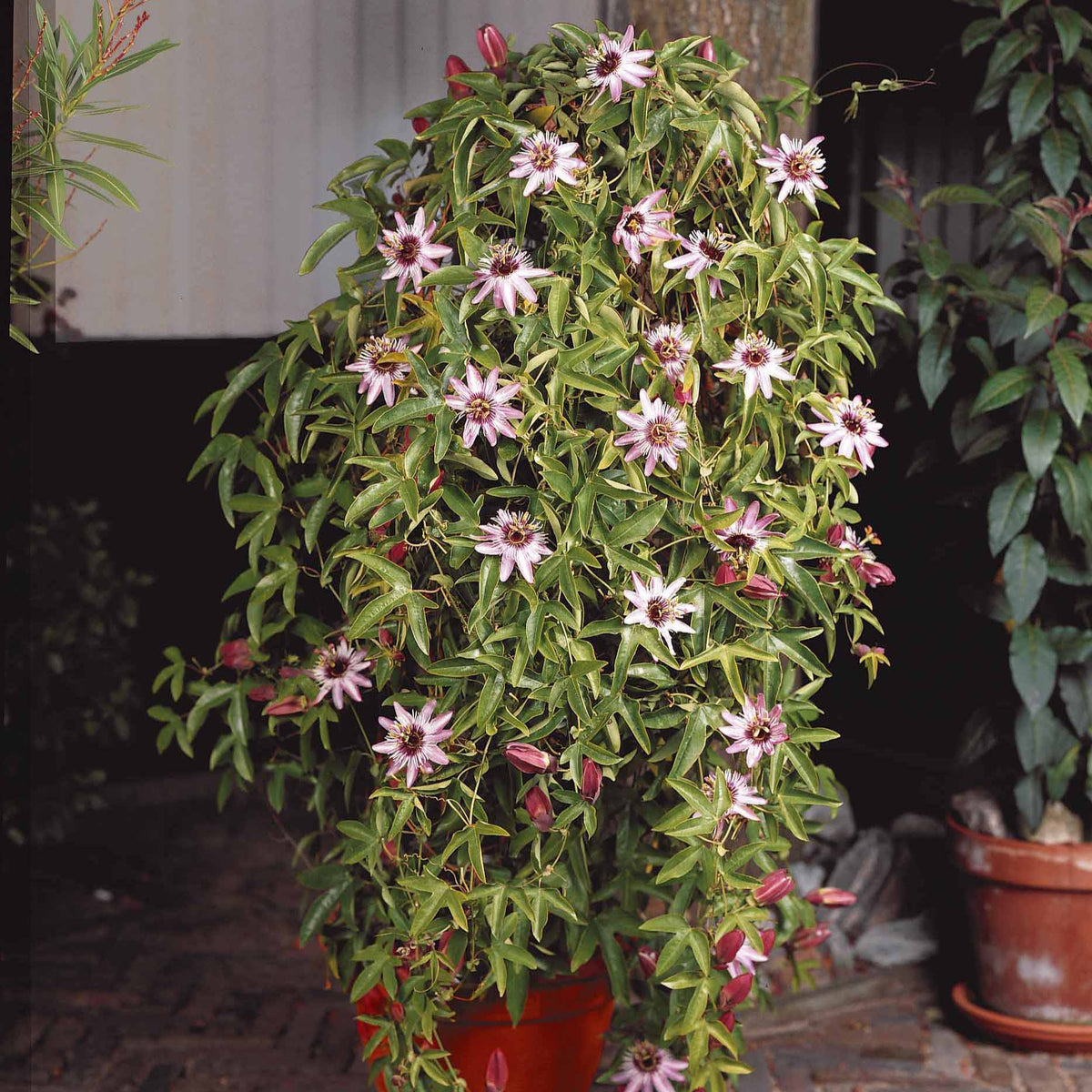 Passiflora caerulea victoria - Passiflore Victoria - Passiflore