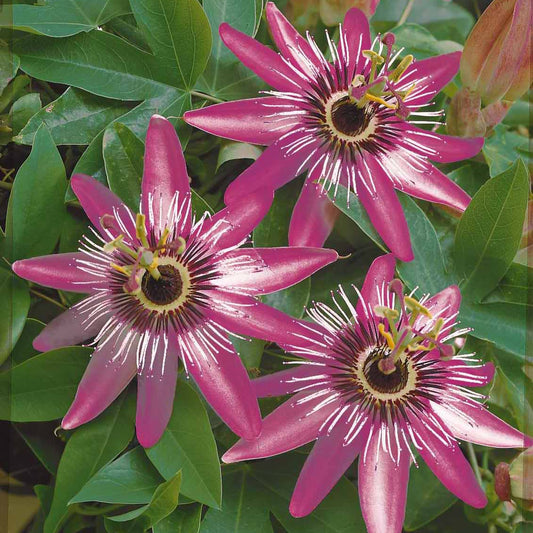 Passiflore Victoria - Bakker