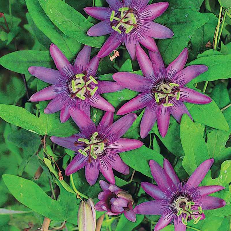 Passiflore Lavender lady - Passiflora x lavender lady - Bakker