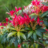 Pieris Forest flame - Bakker.com | France