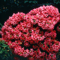 Rhododendron compact Baden Baden - Bakker.com | France